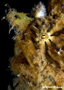 Portrait of a Striated Frogfish in Manado (with Playboy b... by David Henshaw 